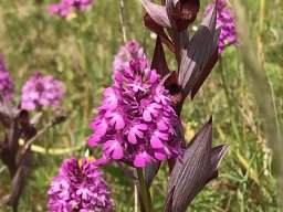 24_Serapias_vomeracea_et__Anacamptis_pyramidalis